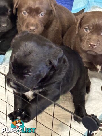 🐾 Labrador x Retriever Puppies – Family Raised &amp; Ready Now! 🐾
