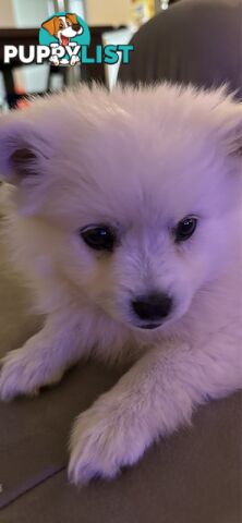 Pure breed Japanese spitz