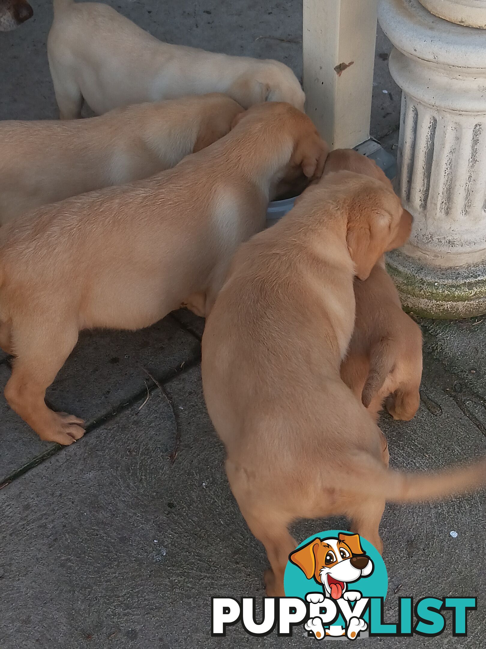 PEDIGREE LABRADOR PUPS