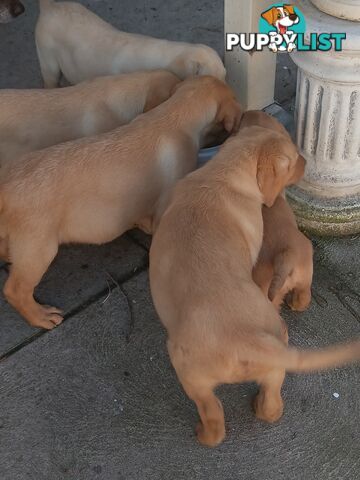 PEDIGREE LABRADOR PUPS