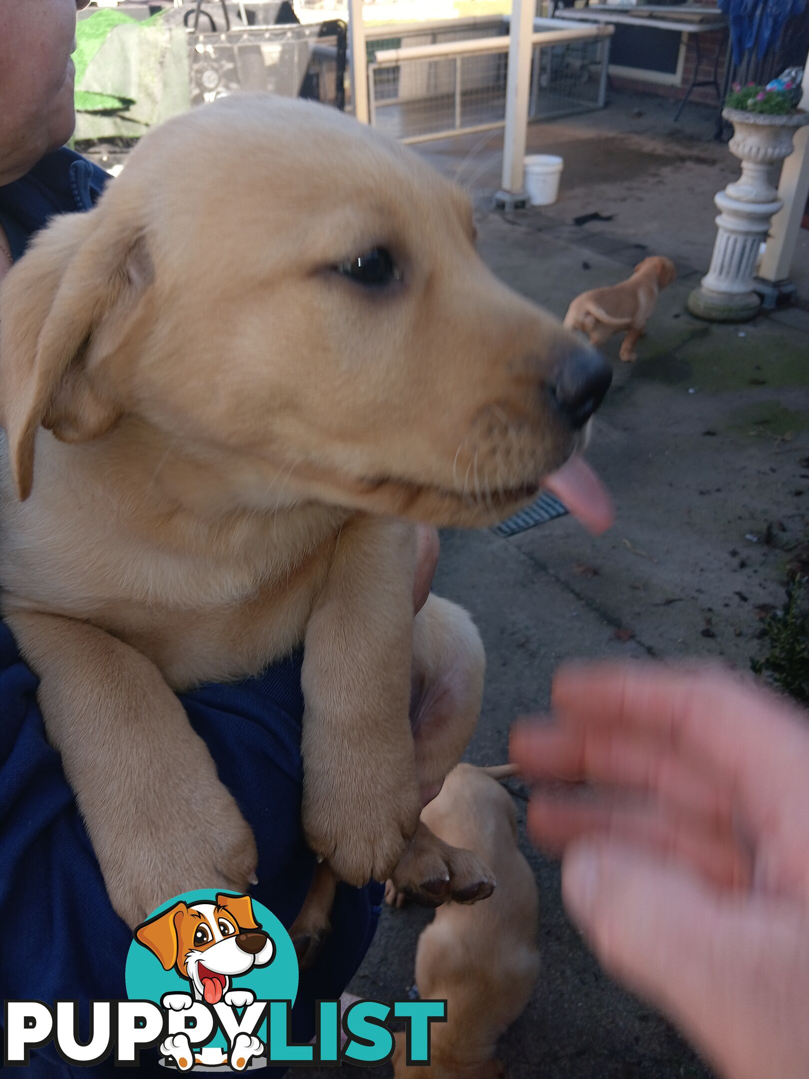 PEDIGREE LABRADOR PUPS