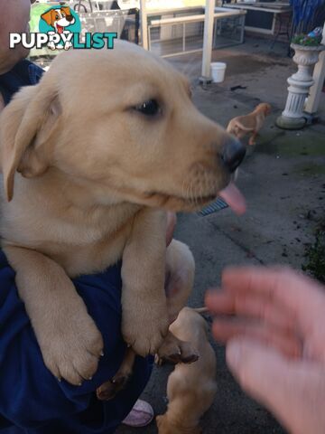 PEDIGREE LABRADOR PUPS