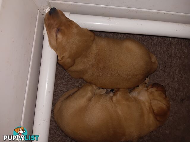 PEDIGREE LABRADOR PUPS