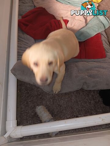 PEDIGREE LABRADOR PUPS