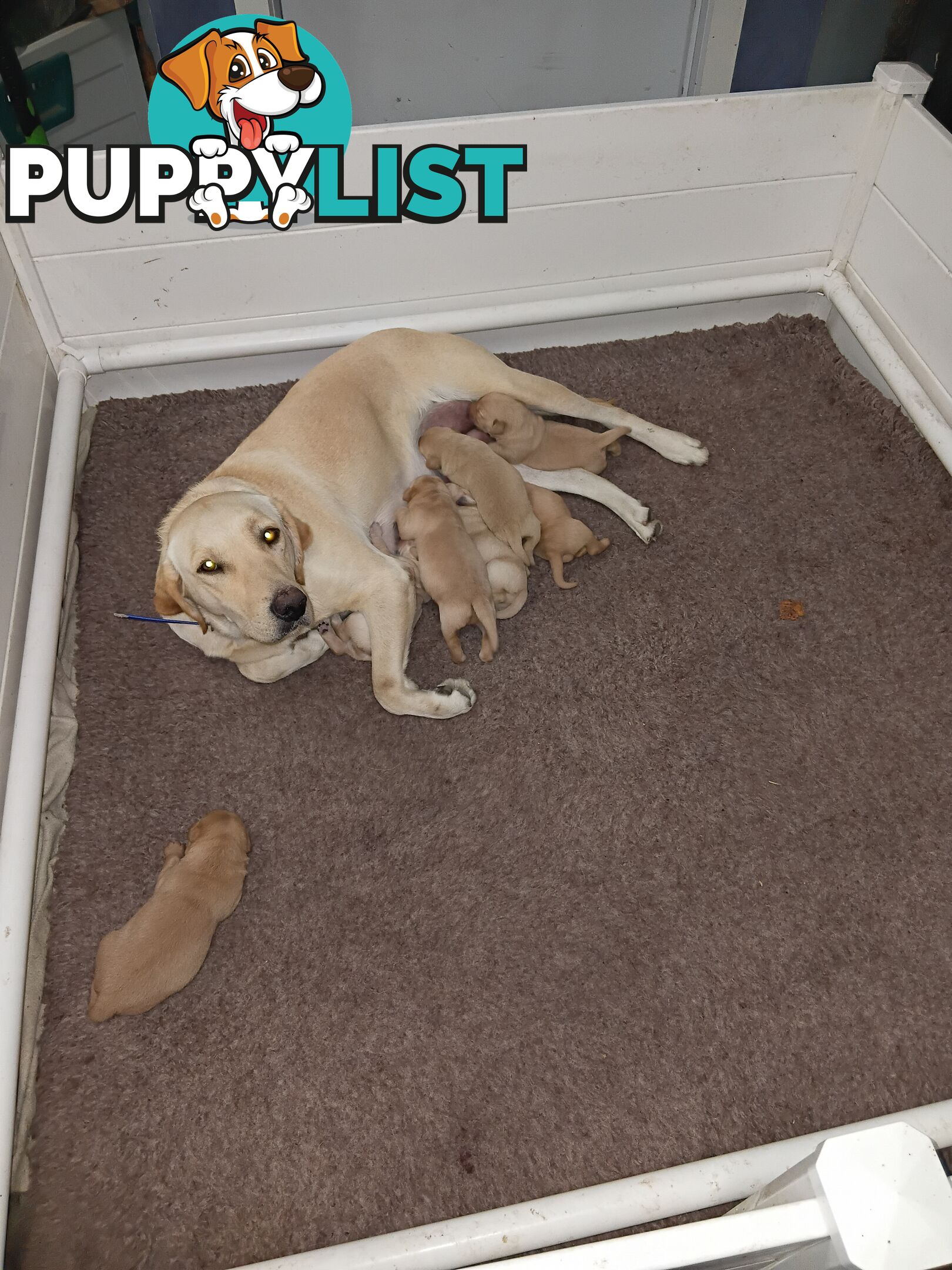 PEDIGREE LABRADOR PUPS