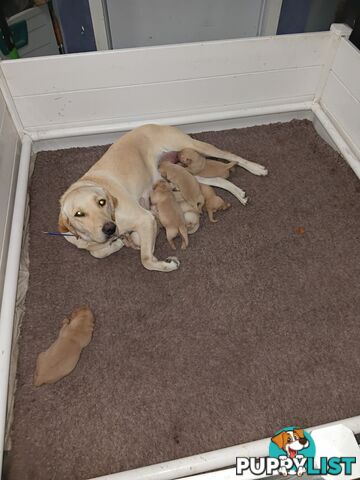 PEDIGREE LABRADOR PUPS