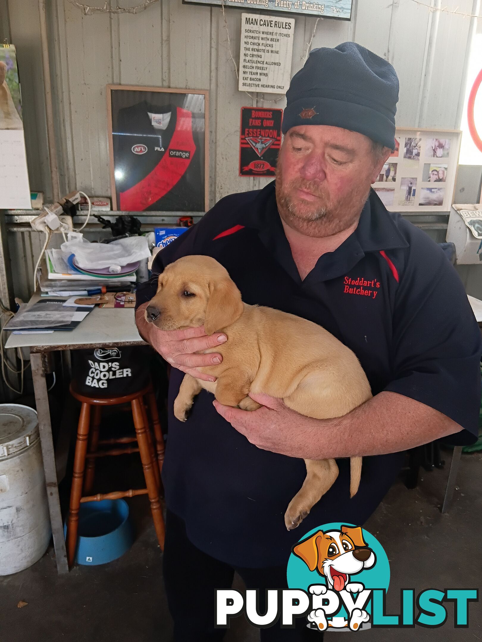 PEDIGREE LABRADOR PUPS