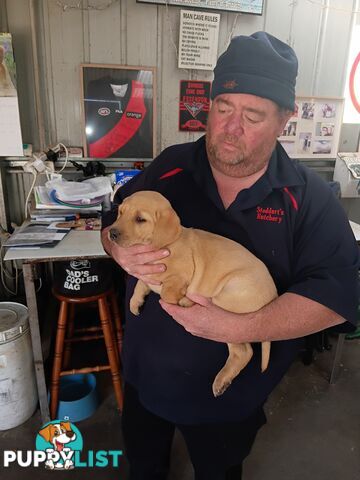 PEDIGREE LABRADOR PUPS
