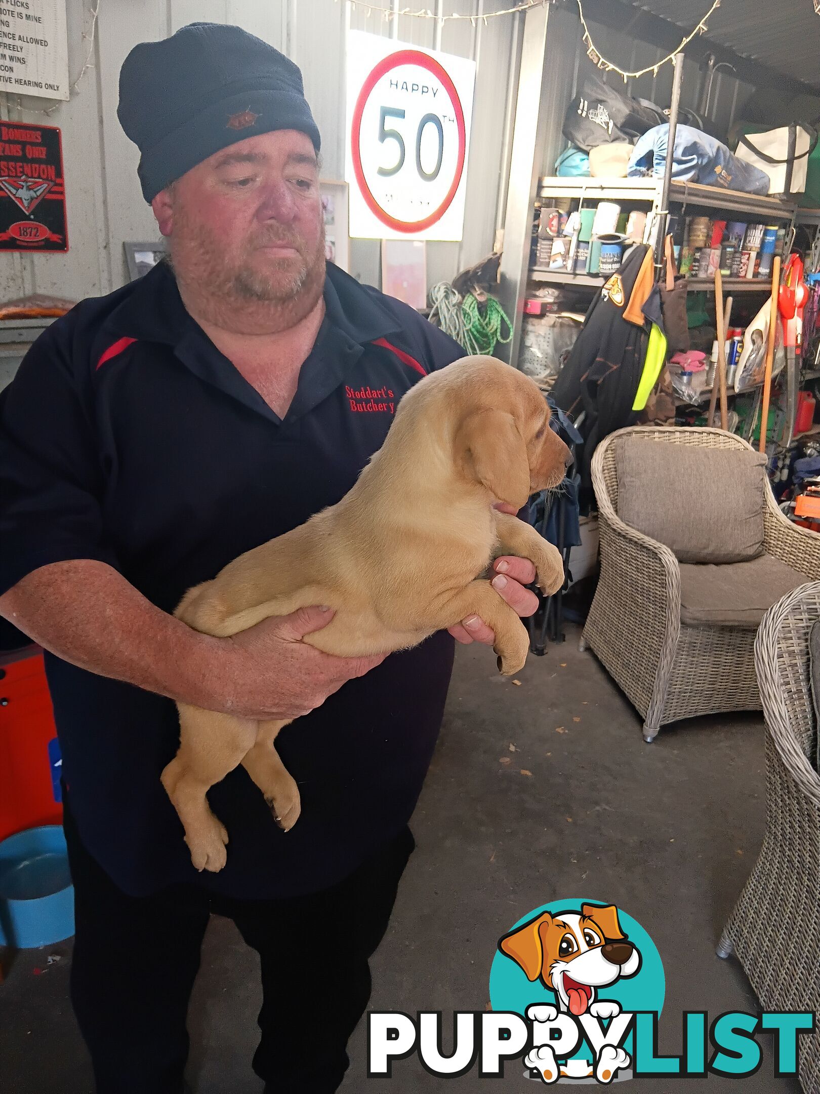 PEDIGREE LABRADOR PUPS
