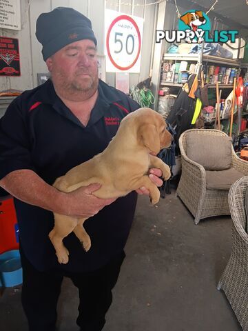 PEDIGREE LABRADOR PUPS