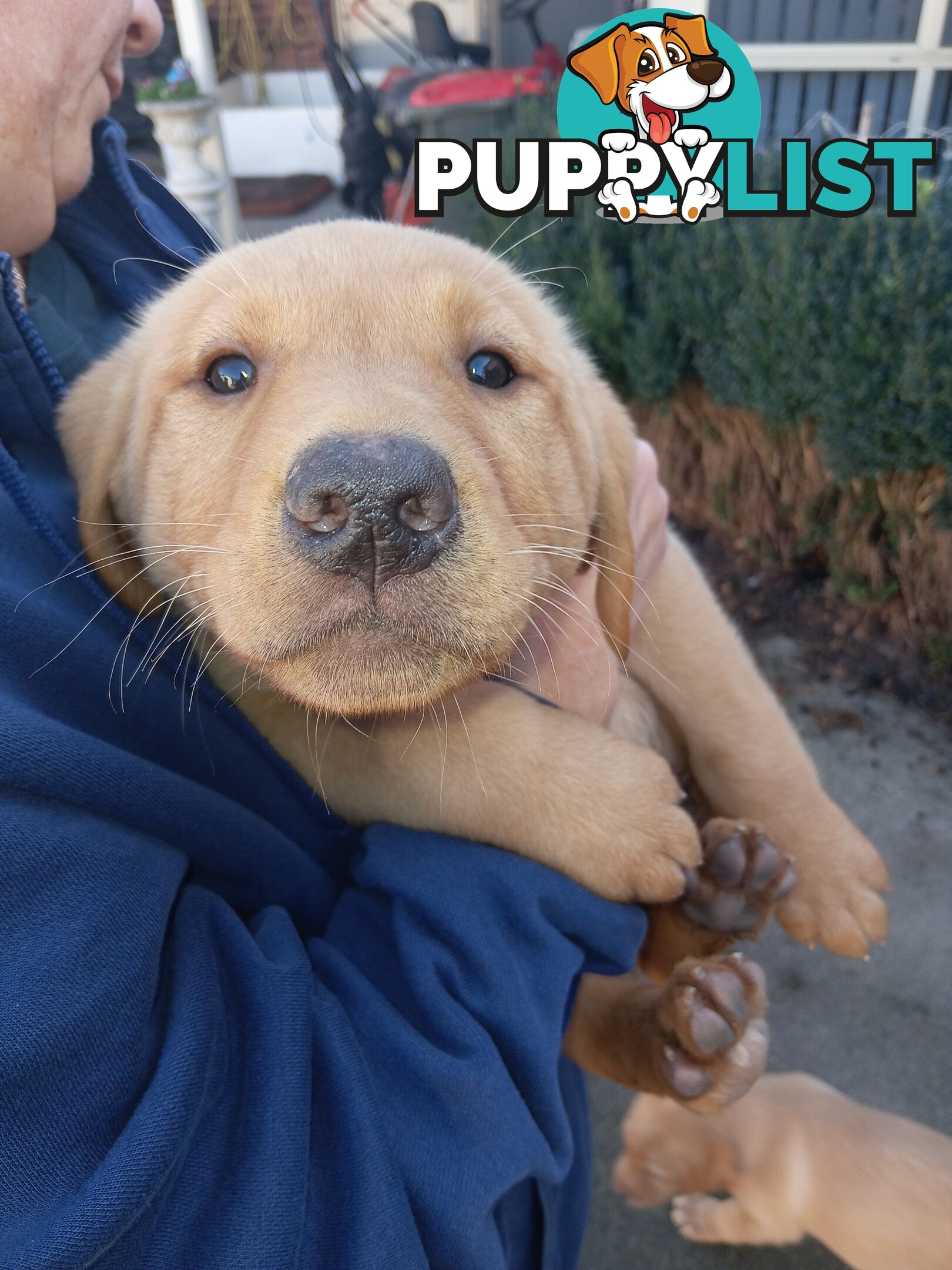 PEDIGREE LABRADOR PUPS