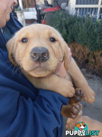 PEDIGREE LABRADOR PUPS