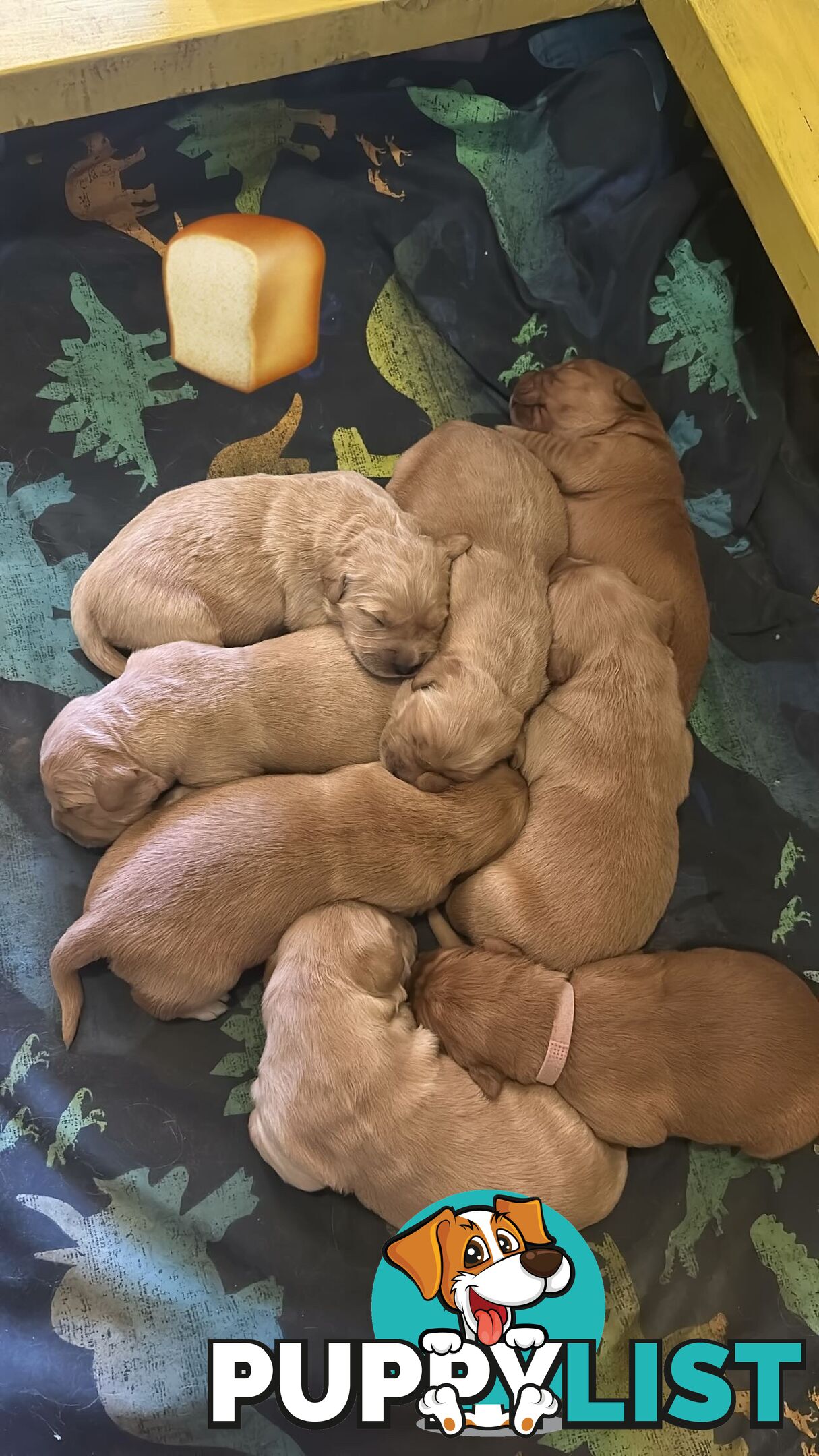 Golden retriever puppies for sale