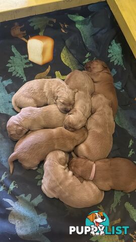 Golden retriever puppies for sale