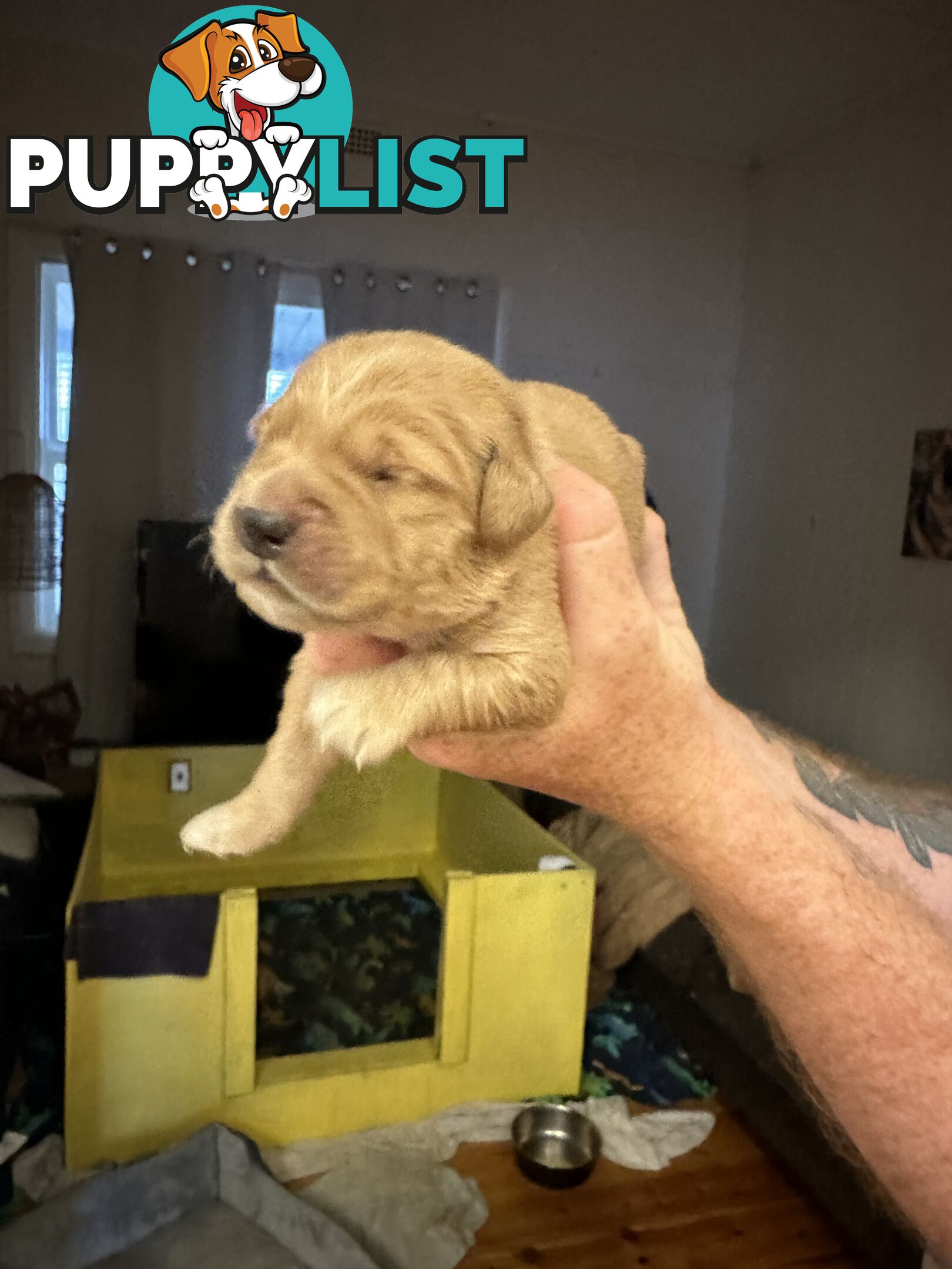 Golden retriever puppies for sale