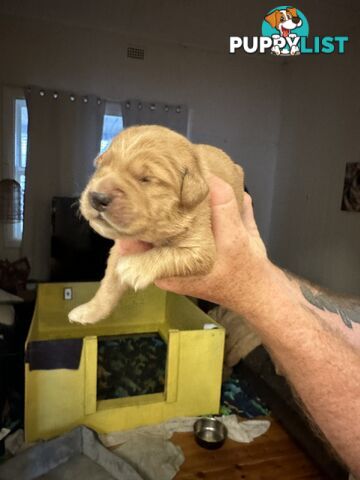 Golden retriever puppies for sale