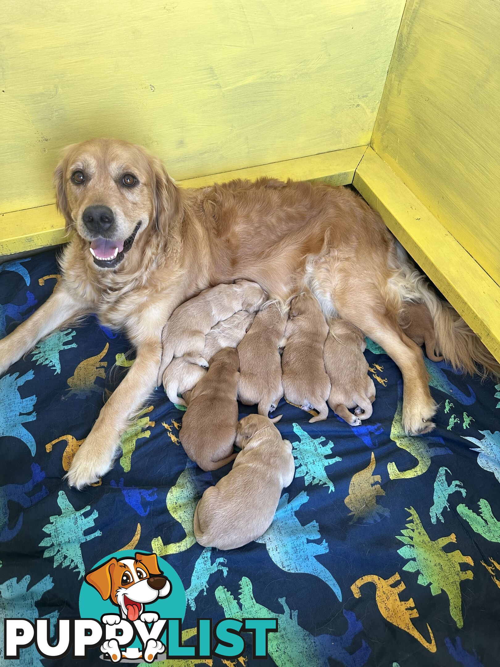 Golden retriever puppies for sale