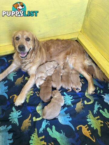 Golden retriever puppies for sale