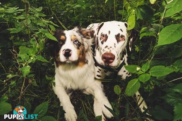 Wanted: Seeking an Older Dalmatian, Cavalier or Australian Shepherd