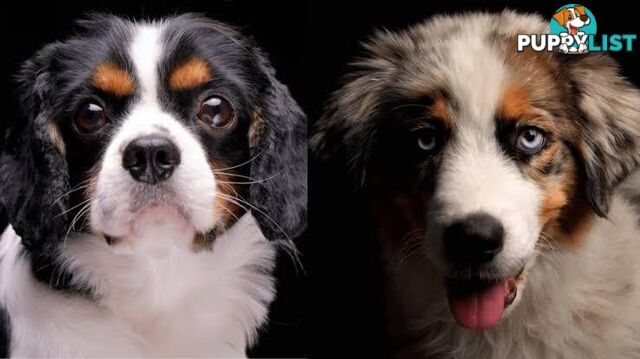 Wanted: Seeking an Older Dalmatian, Cavalier or Australian Shepherd