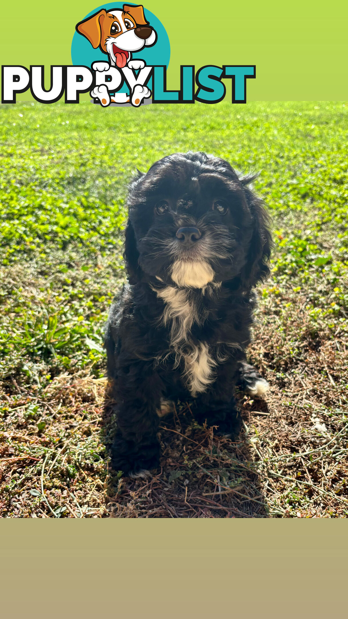 Toy Cavoodle- King Charles Caviler X Toy Poodle 1st Gen DNA Tested
