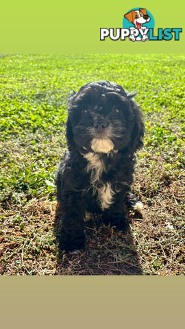 Toy Cavoodle- King Charles Caviler X Toy Poodle 1st Gen DNA Tested