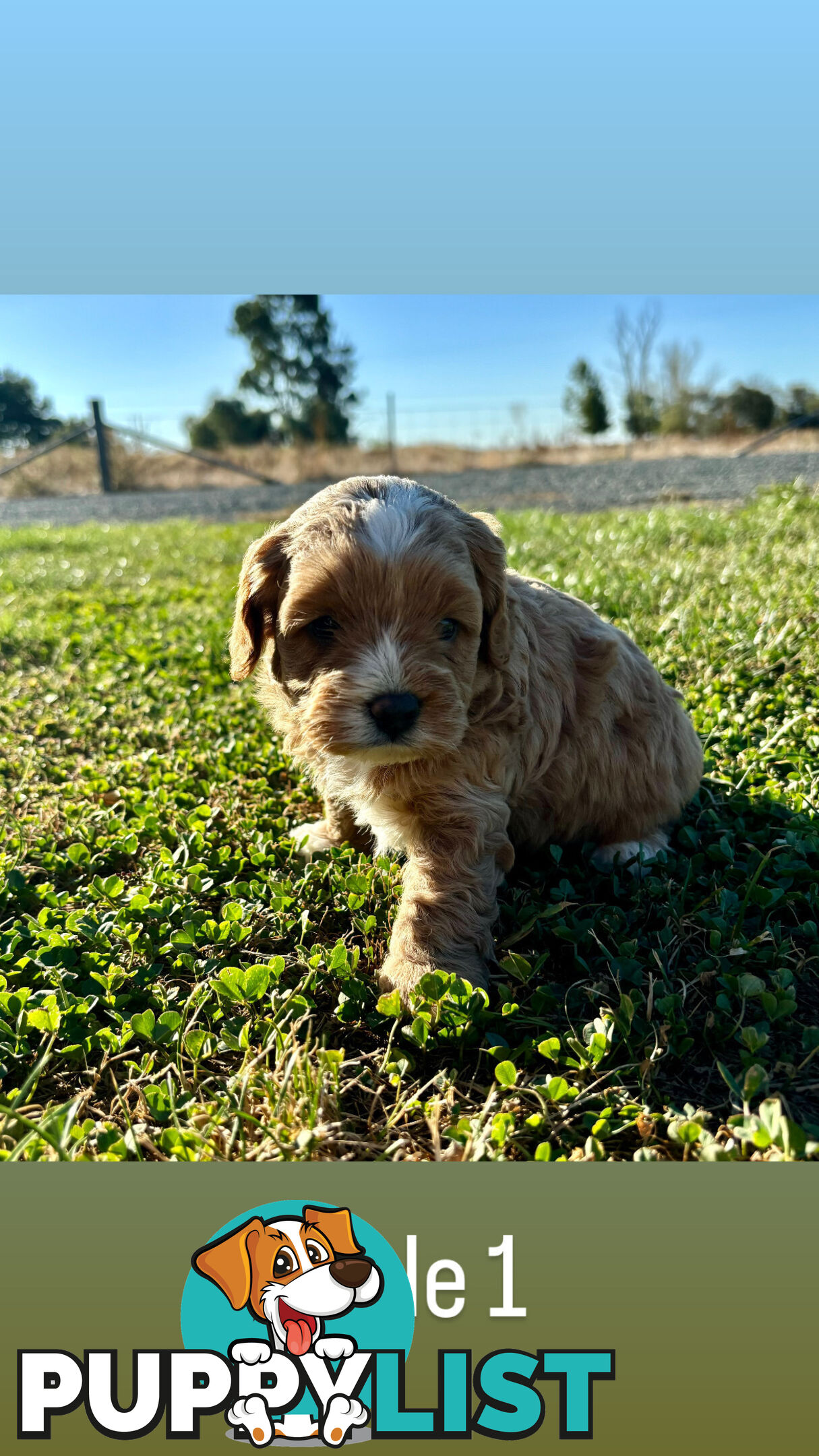 Toy Cavoodle- King Charles Caviler X Toy Poodle 1st Gen DNA Tested