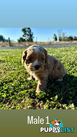 Toy Cavoodle- King Charles Caviler X Toy Poodle 1st Gen DNA Tested