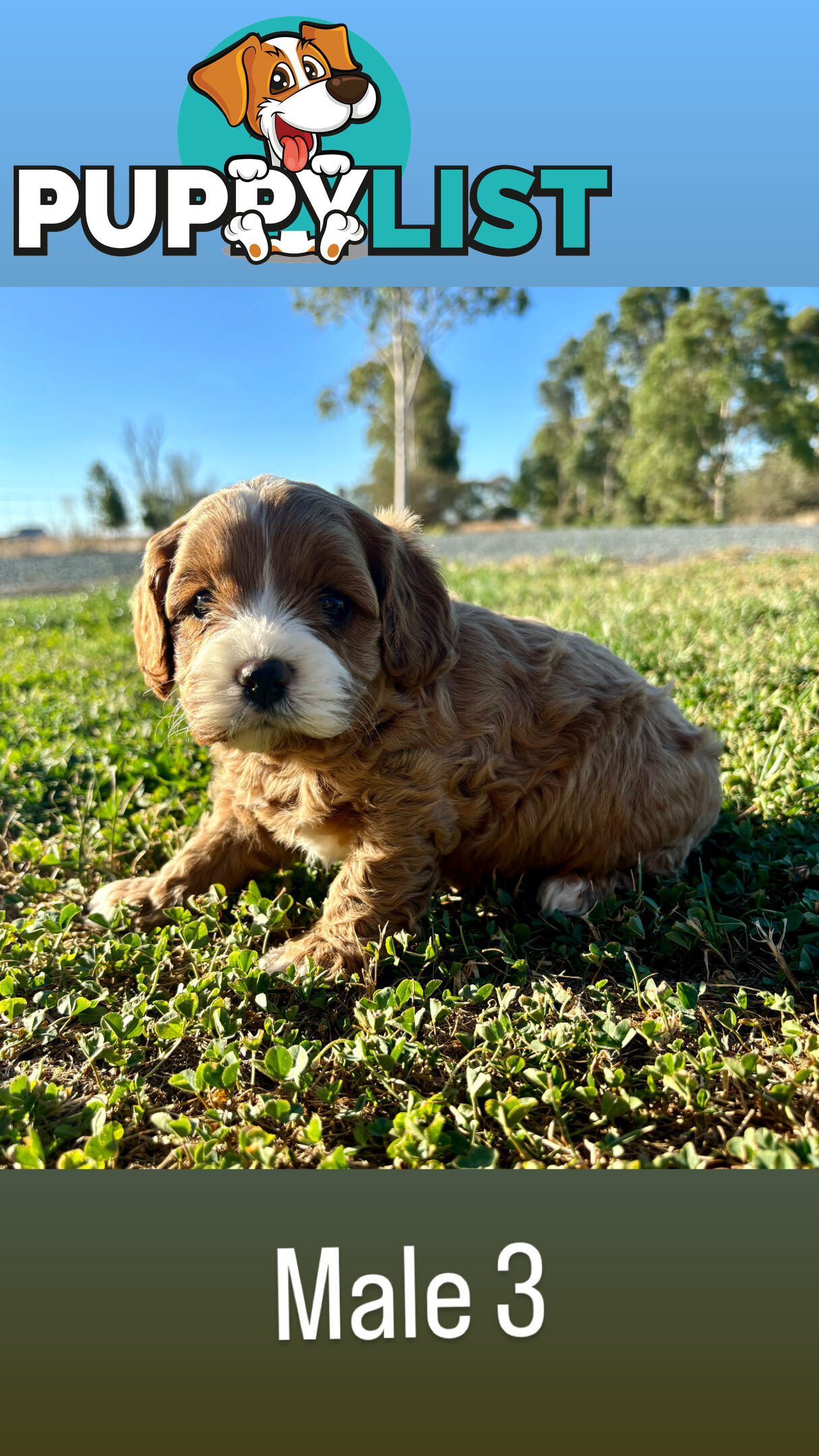 Toy Cavoodle- King Charles Caviler X Toy Poodle 1st Gen DNA Tested