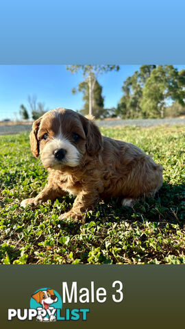 Toy Cavoodle- King Charles Caviler X Toy Poodle 1st Gen DNA Tested