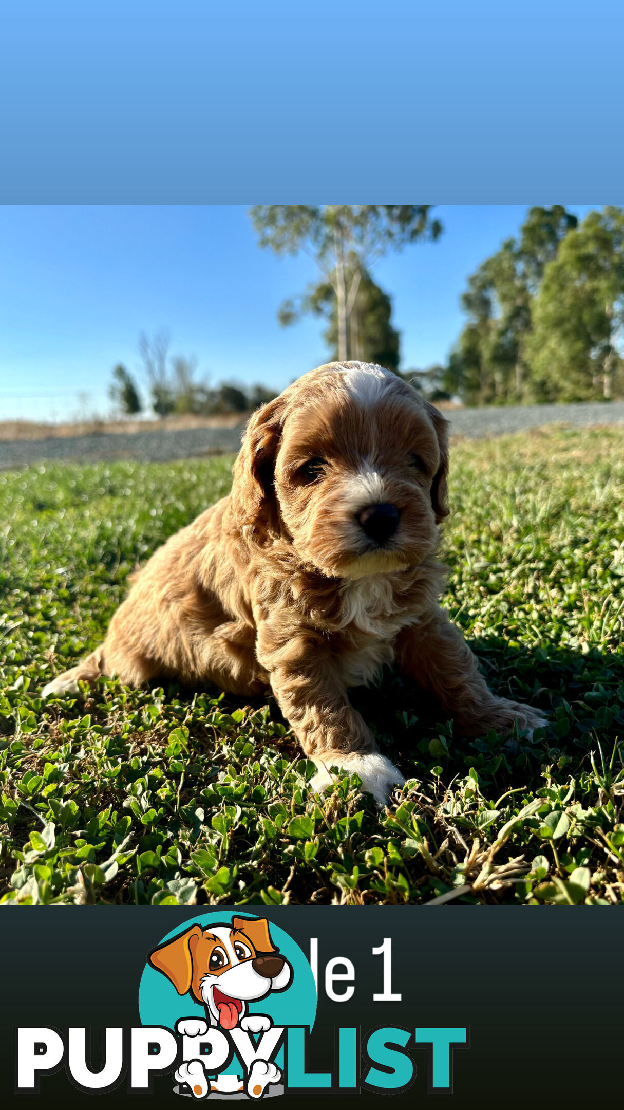 Toy Cavoodle- King Charles Caviler X Toy Poodle 1st Gen DNA Tested