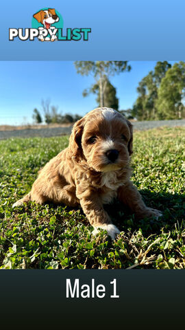 Toy Cavoodle- King Charles Caviler X Toy Poodle 1st Gen DNA Tested