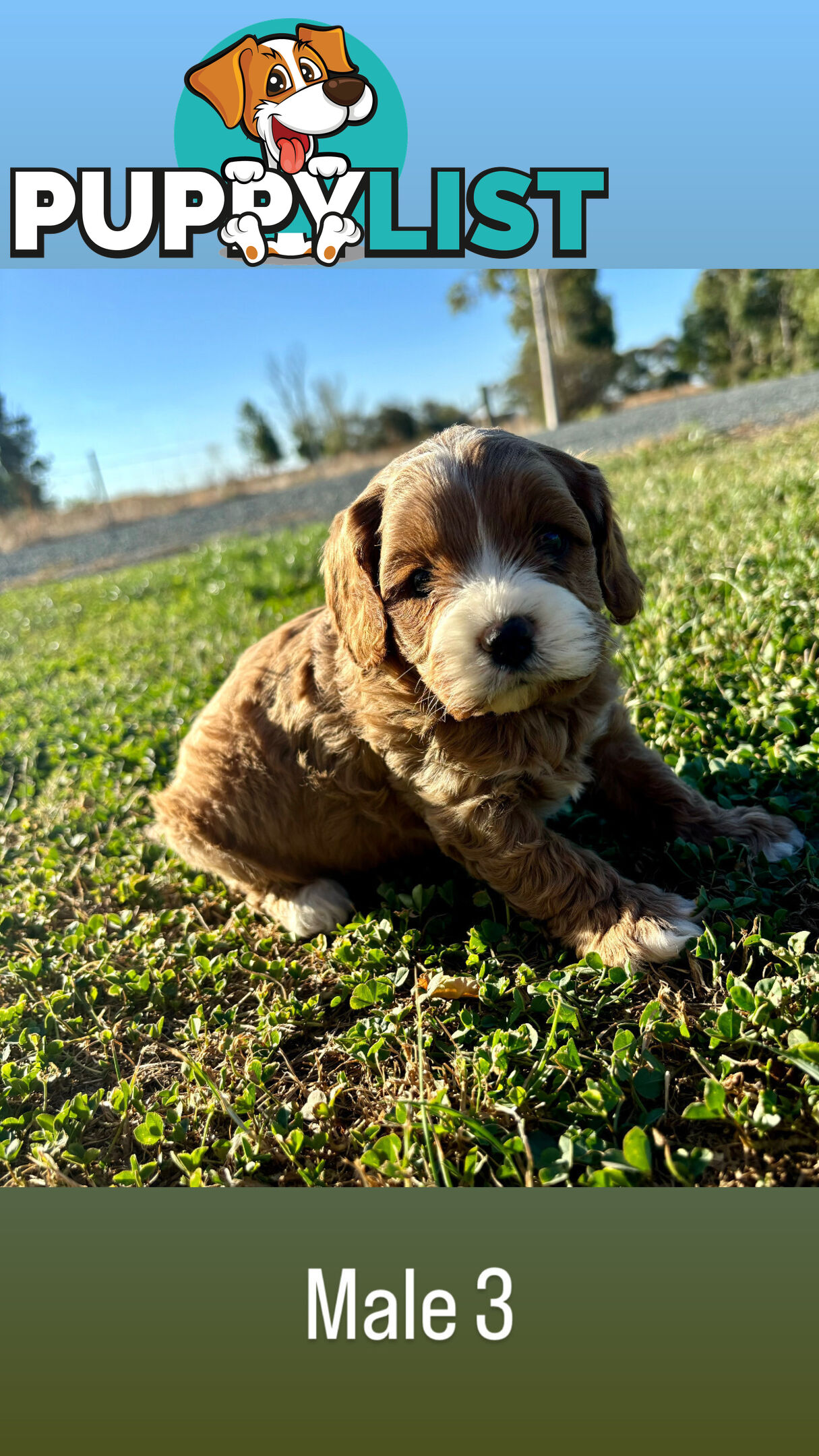 Toy Cavoodle- King Charles Caviler X Toy Poodle 1st Gen DNA Tested