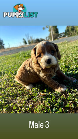 Toy Cavoodle- King Charles Caviler X Toy Poodle 1st Gen DNA Tested