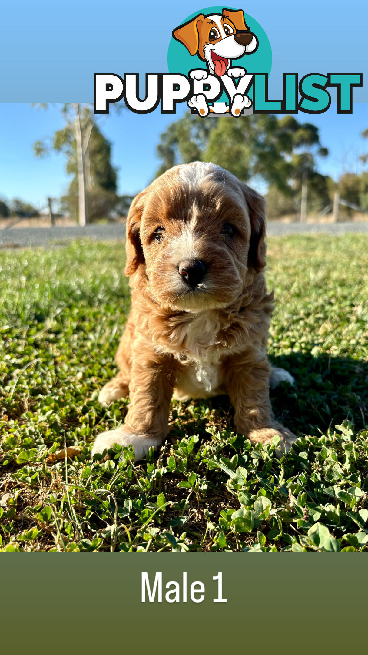 Toy Cavoodle- King Charles Caviler X Toy Poodle 1st Gen DNA Tested