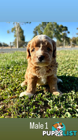 Toy Cavoodle- King Charles Caviler X Toy Poodle 1st Gen DNA Tested