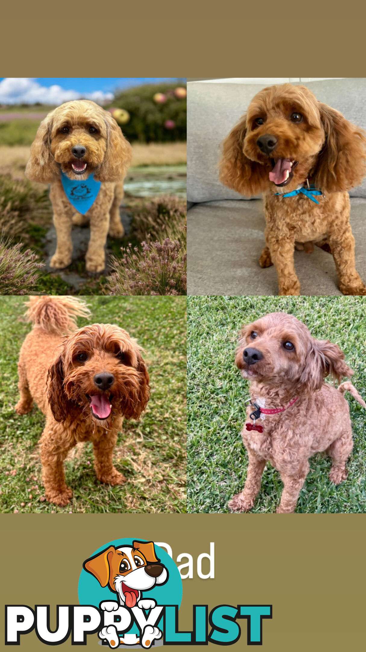 Toy Cavoodle- King Charles Caviler X Toy Poodle 1st Gen DNA Tested