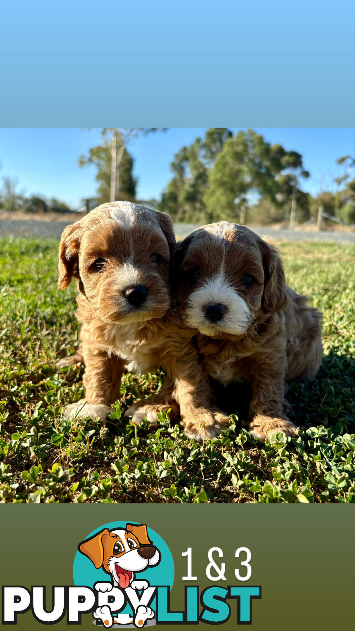 Toy Cavoodle- King Charles Caviler X Toy Poodle 1st Gen DNA Tested