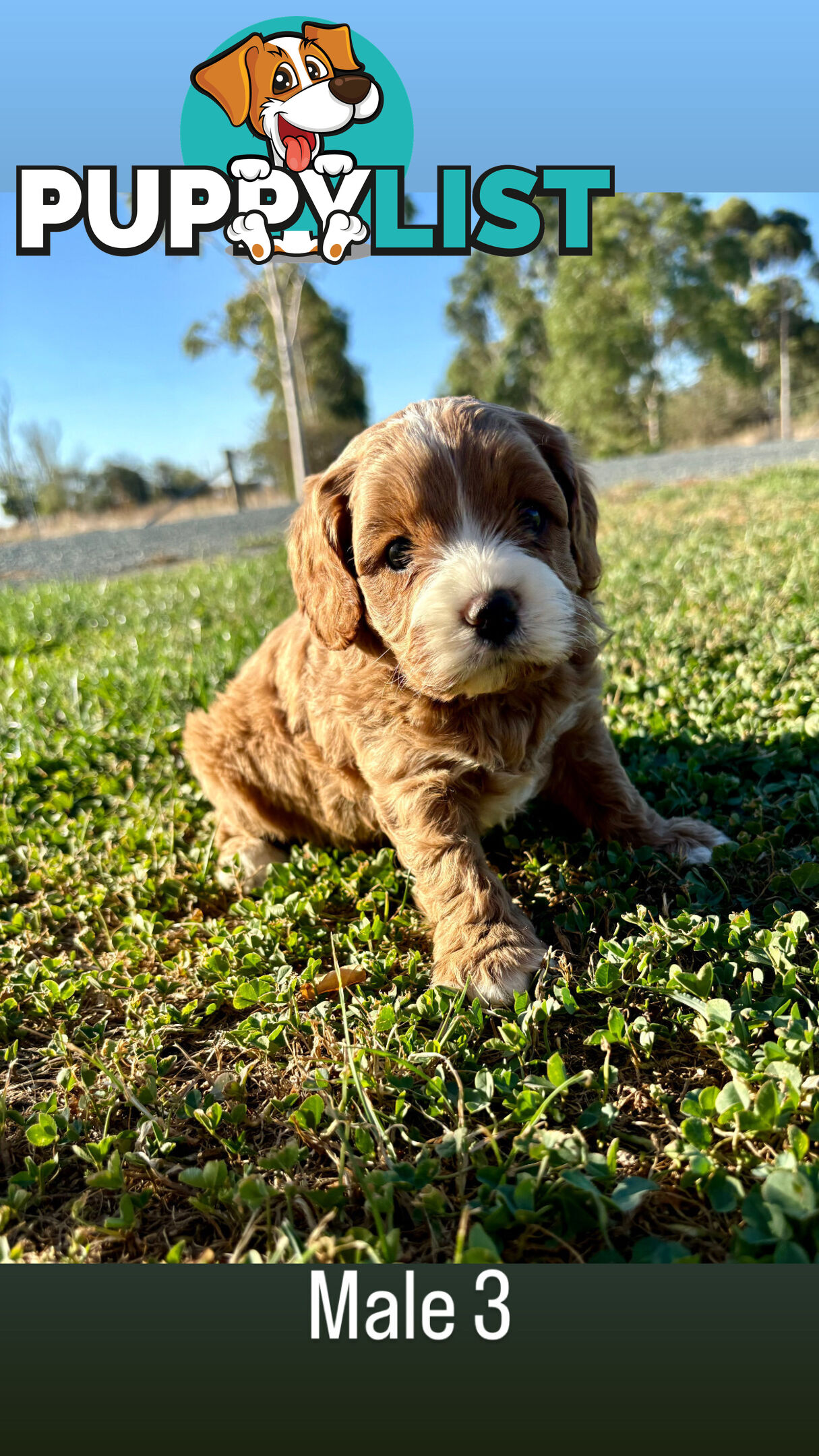 Toy Cavoodle- King Charles Caviler X Toy Poodle 1st Gen DNA Tested