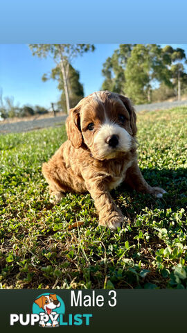 Toy Cavoodle- King Charles Caviler X Toy Poodle 1st Gen DNA Tested