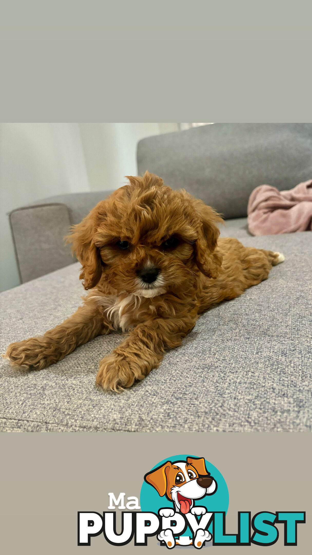 Toy Cavoodle- King Charles Caviler X Toy Poodle 1st Gen DNA Tested