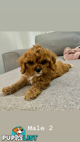 Toy Cavoodle- King Charles Caviler X Toy Poodle 1st Gen DNA Tested