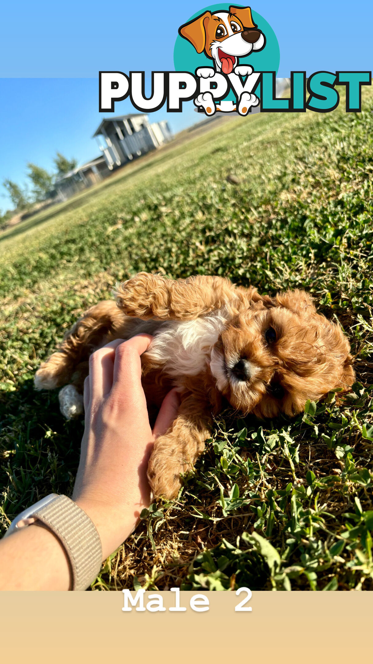 Toy Cavoodle- King Charles Caviler X Toy Poodle 1st Gen DNA Tested