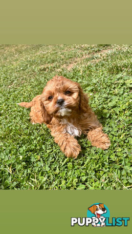 Toy Cavoodle- King Charles Caviler X Toy Poodle 1st Gen DNA Tested