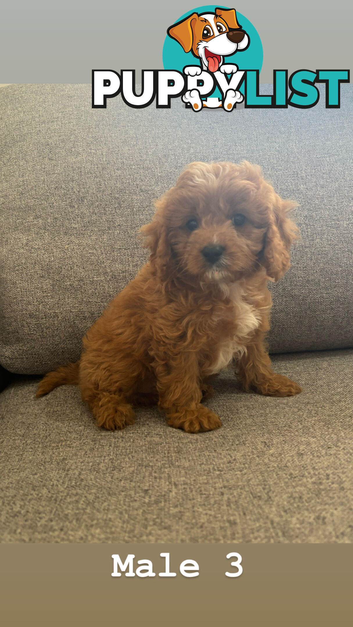 Toy Cavoodle- King Charles Caviler X Toy Poodle 1st Gen DNA Tested