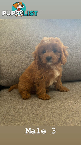 Toy Cavoodle- King Charles Caviler X Toy Poodle 1st Gen DNA Tested