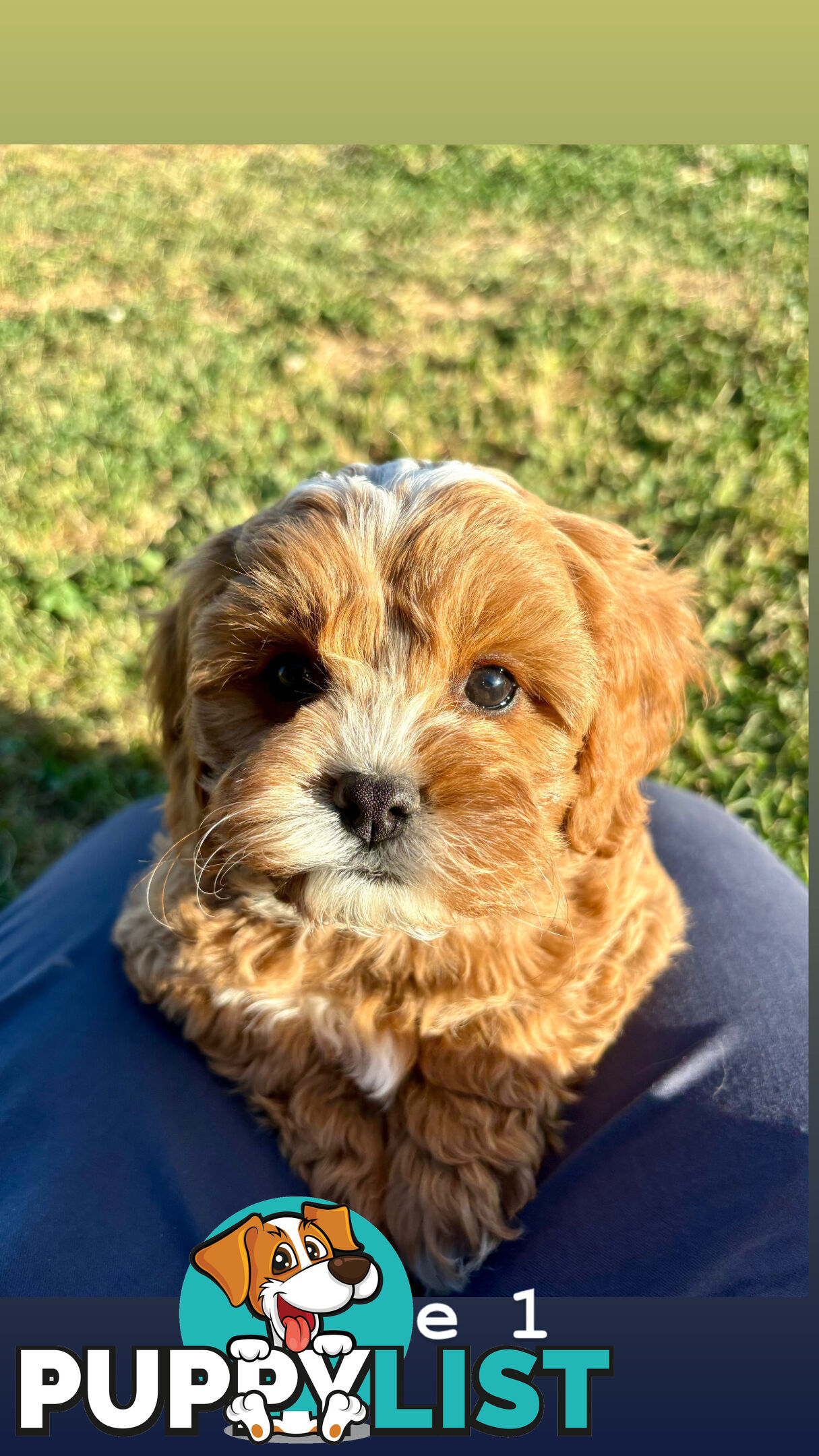 Toy Cavoodle- King Charles Caviler X Toy Poodle 1st Gen DNA Tested