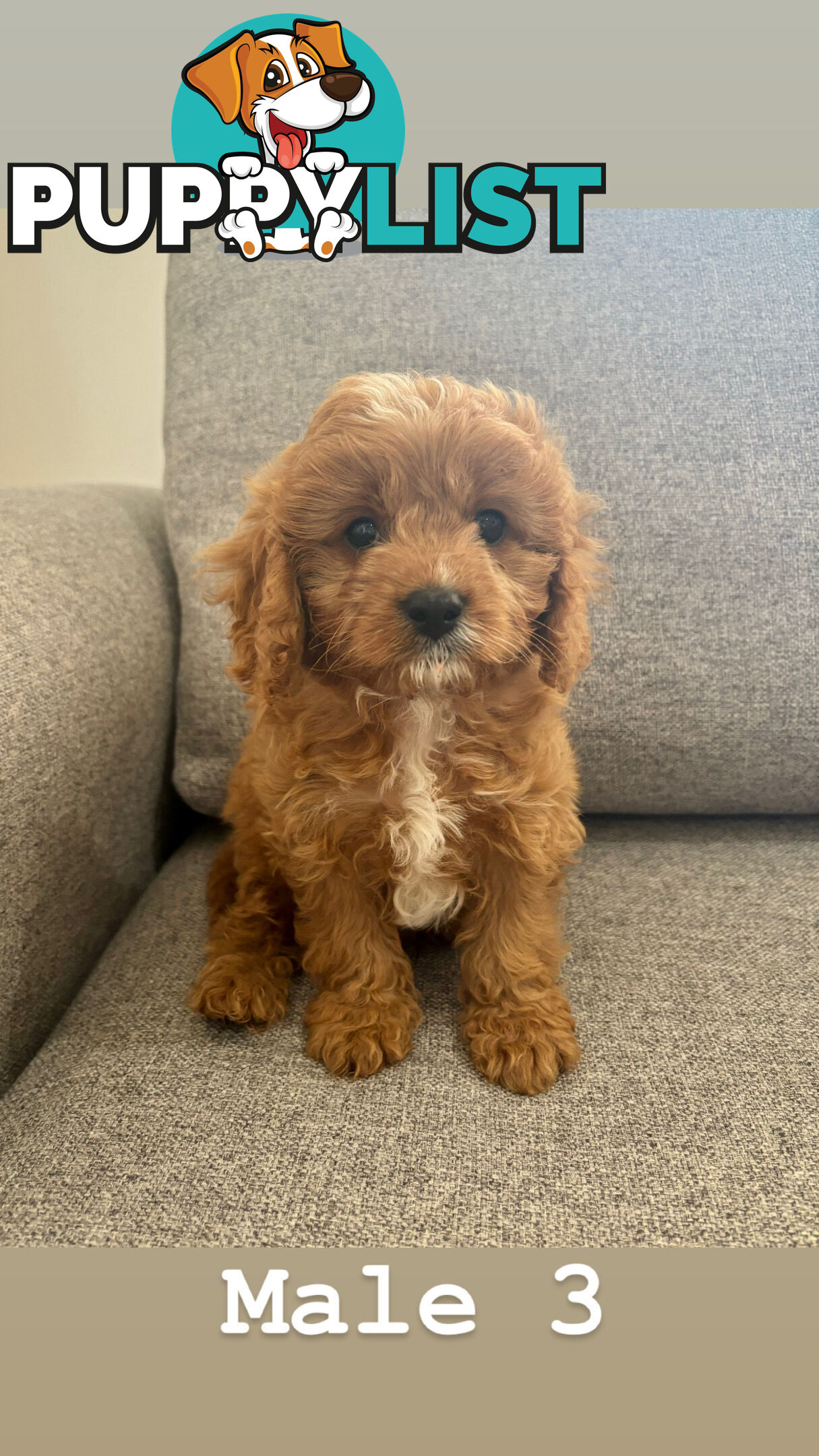 Toy Cavoodle- King Charles Caviler X Toy Poodle 1st Gen DNA Tested