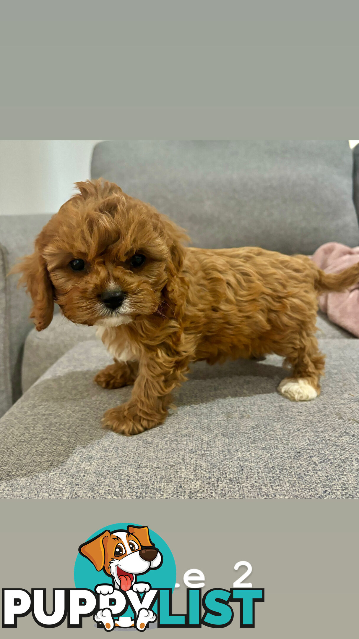 Toy Cavoodle- King Charles Caviler X Toy Poodle 1st Gen DNA Tested