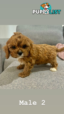 Toy Cavoodle- King Charles Caviler X Toy Poodle 1st Gen DNA Tested